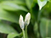 Zwei junge Bärlauch Blütenknospen